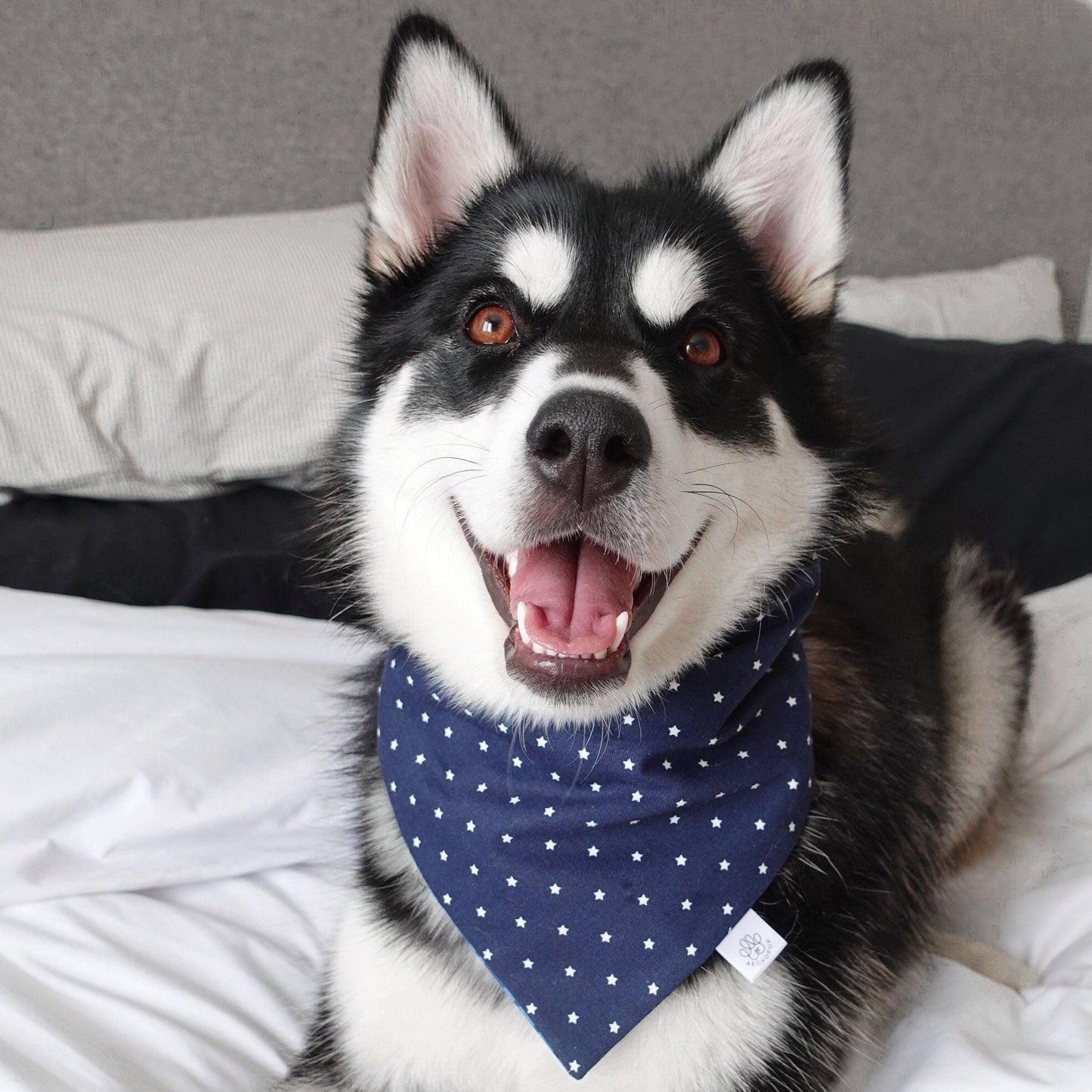 Blue Checkered Stripes and Blue Weekend Stars