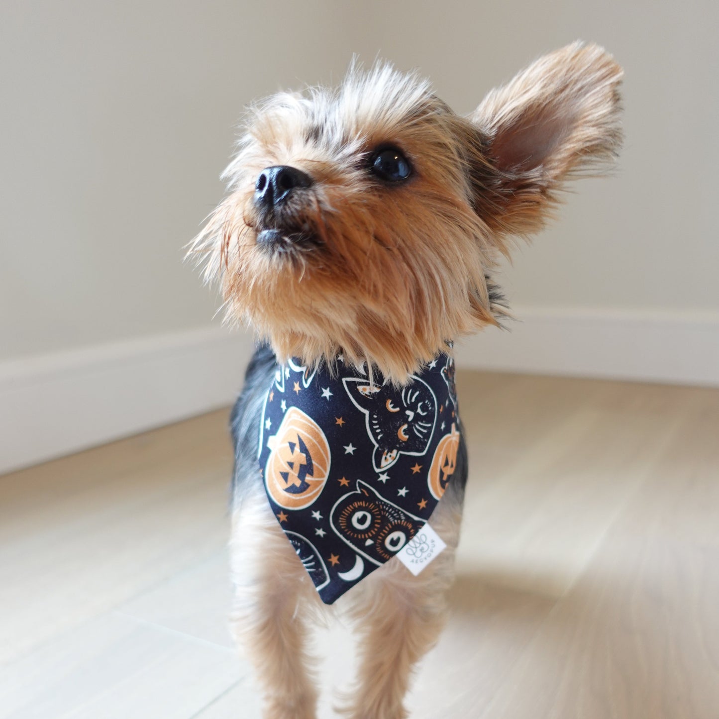 Halloween Pumpkins and Line Print Bandana