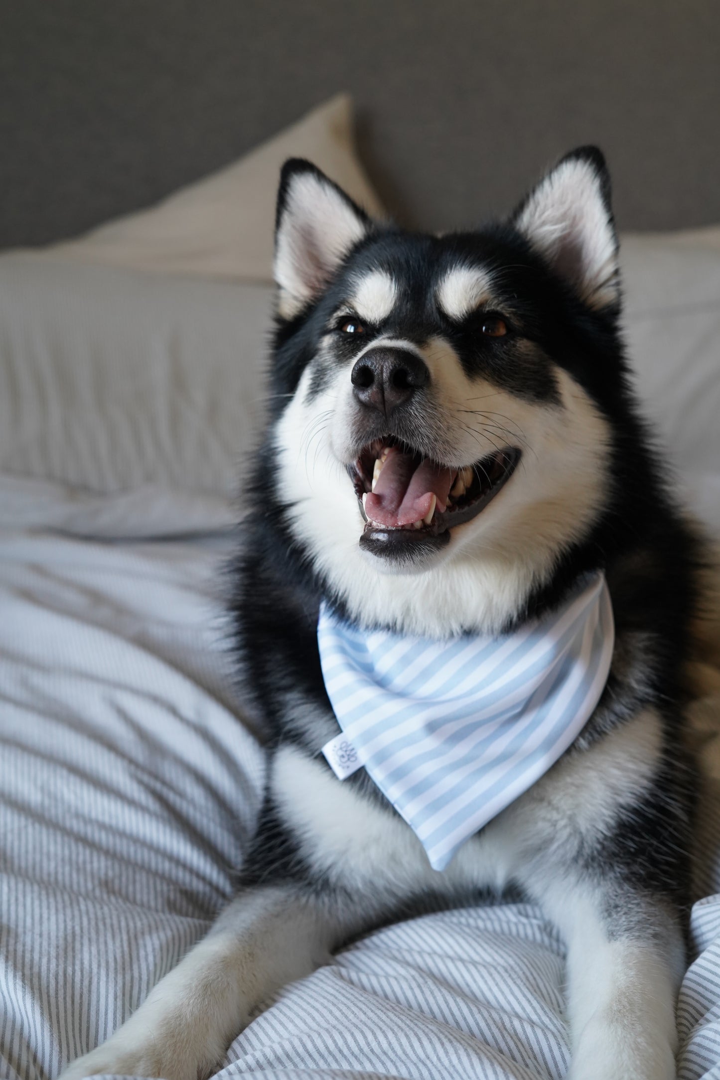 Cute Blue Baking and Stripes Bandana