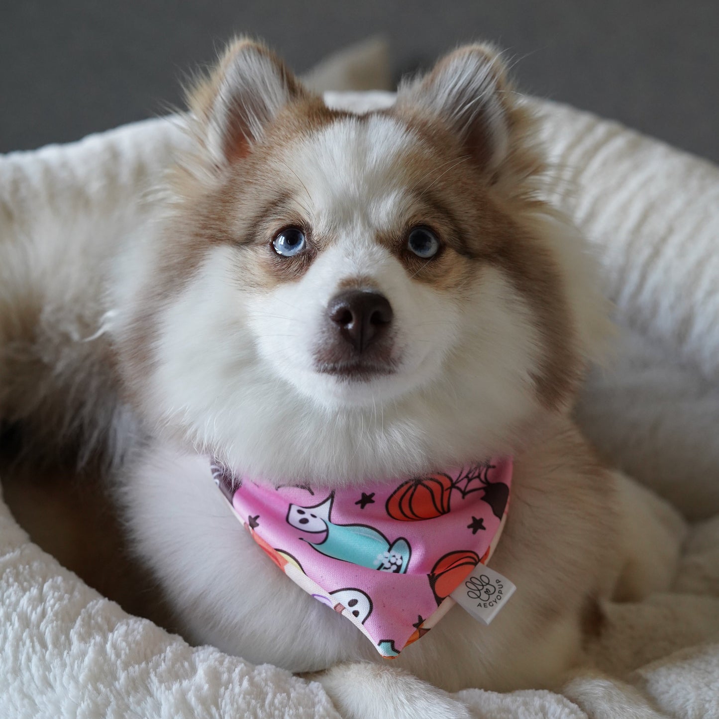 Halloween Pumpkin Magical Pink Bandana