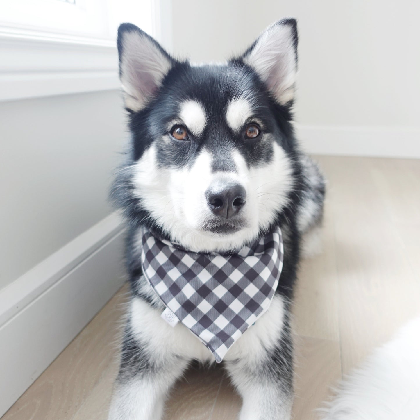 Poppy Flower and Checkered Bandana