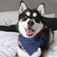 Blue Checkered Stripes and Blue Weekend Stars