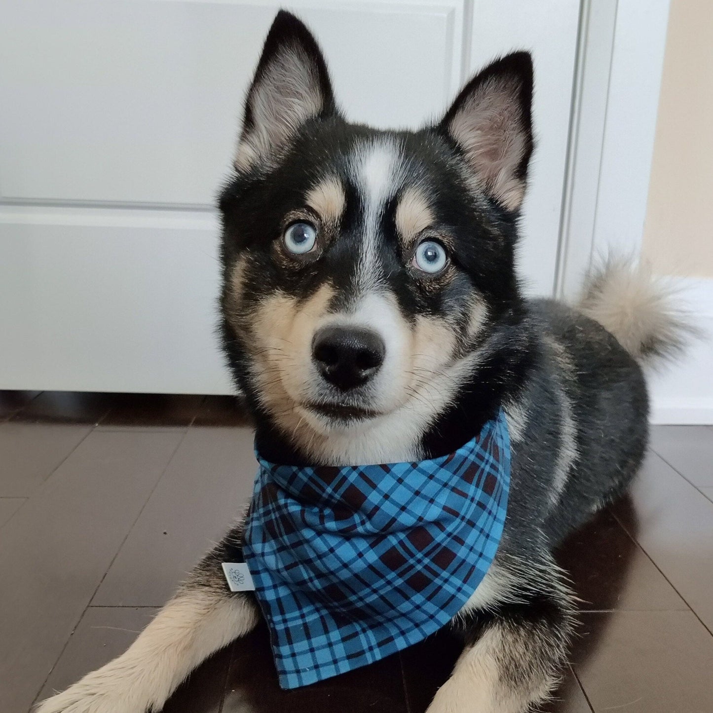 Blue Checkered Stripes and Blue Weekend Stars