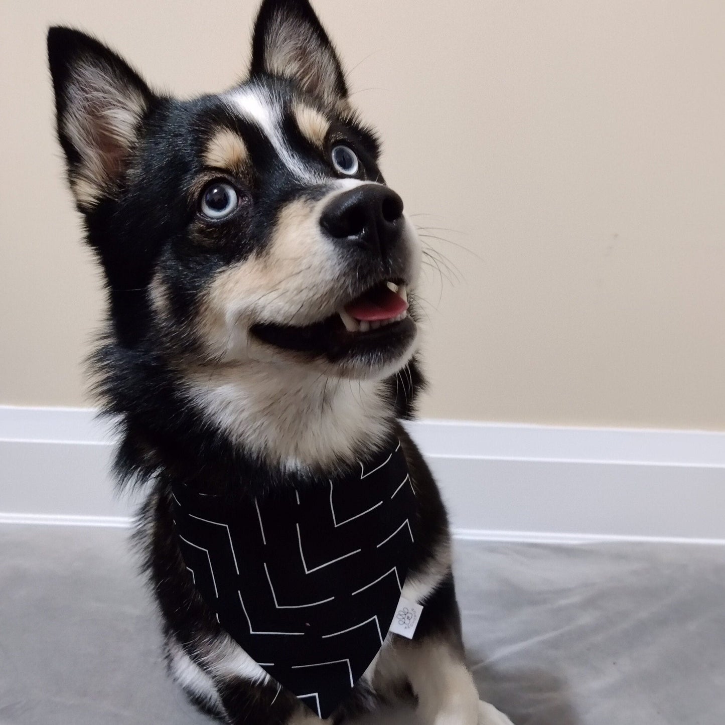 Black and White Checkered and Stripes