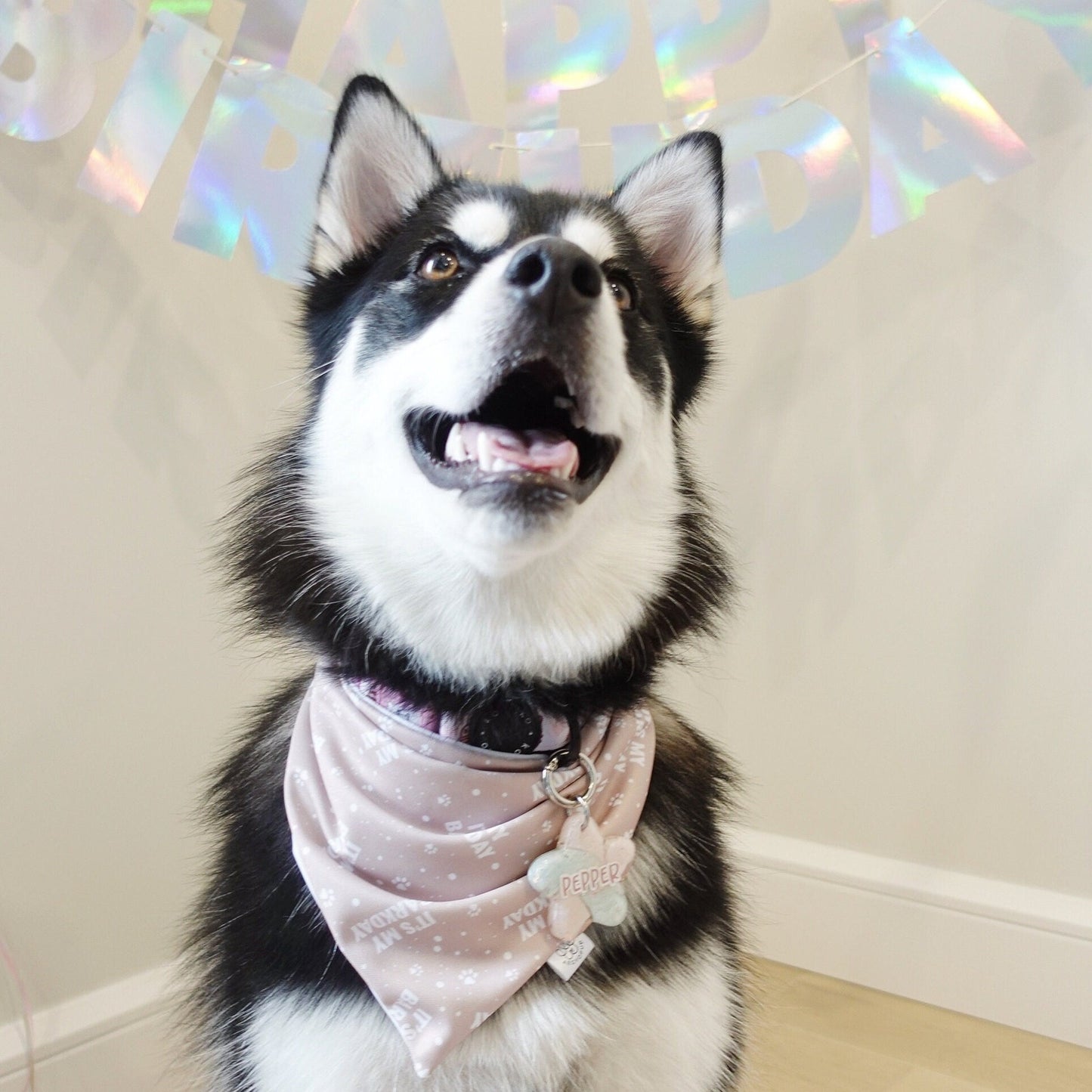 It's My Barkday and Rainbow